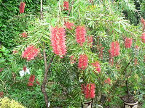 Callistemon rigidus seed